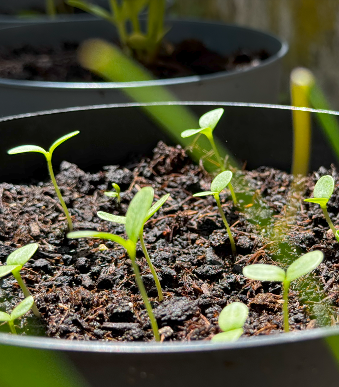 plants eco club projects sunflowers